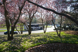 Ward Circle with Cherry Blossom Trees